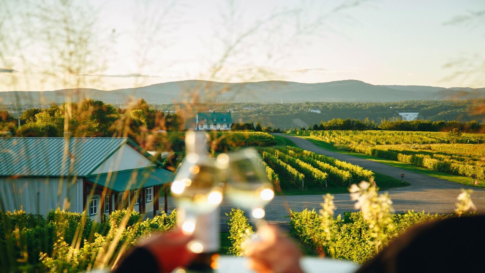 Vignoble Ste-Pétronille - Vignoble & Distillerie